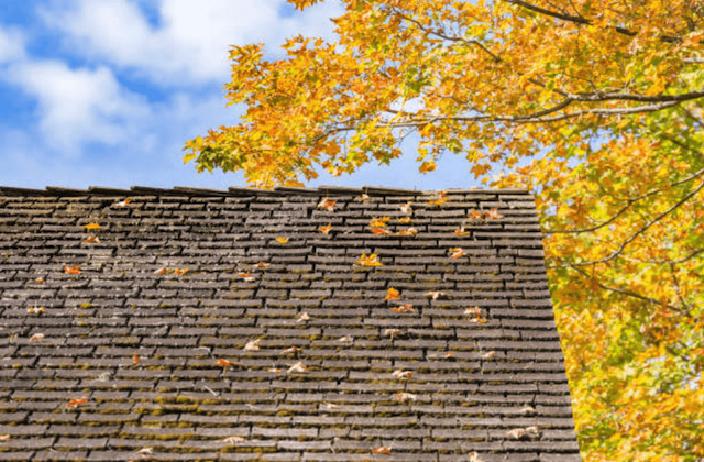 colorful leaves on roof